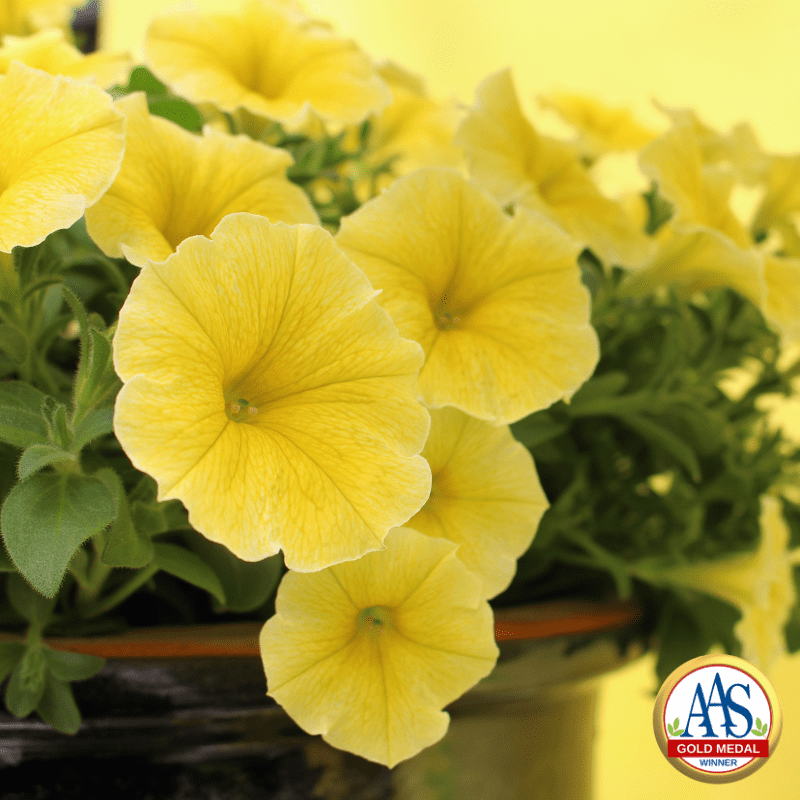 Petunia-Bees-Knees-_Gold_medal_Logo.png